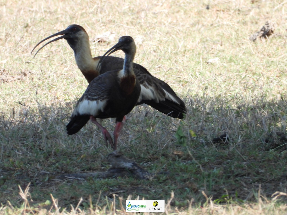 ibis bělokřídlý - ML572835841