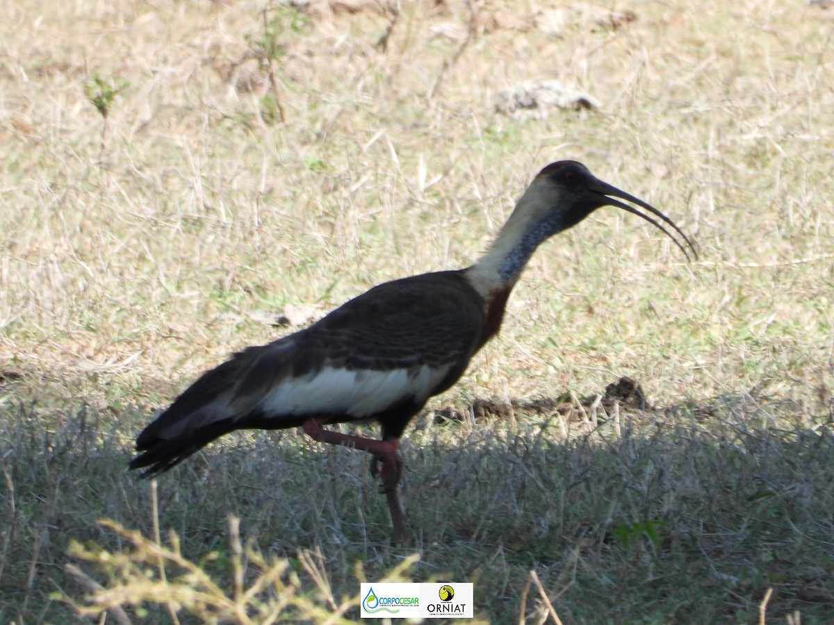 ibis bělokřídlý - ML572836011