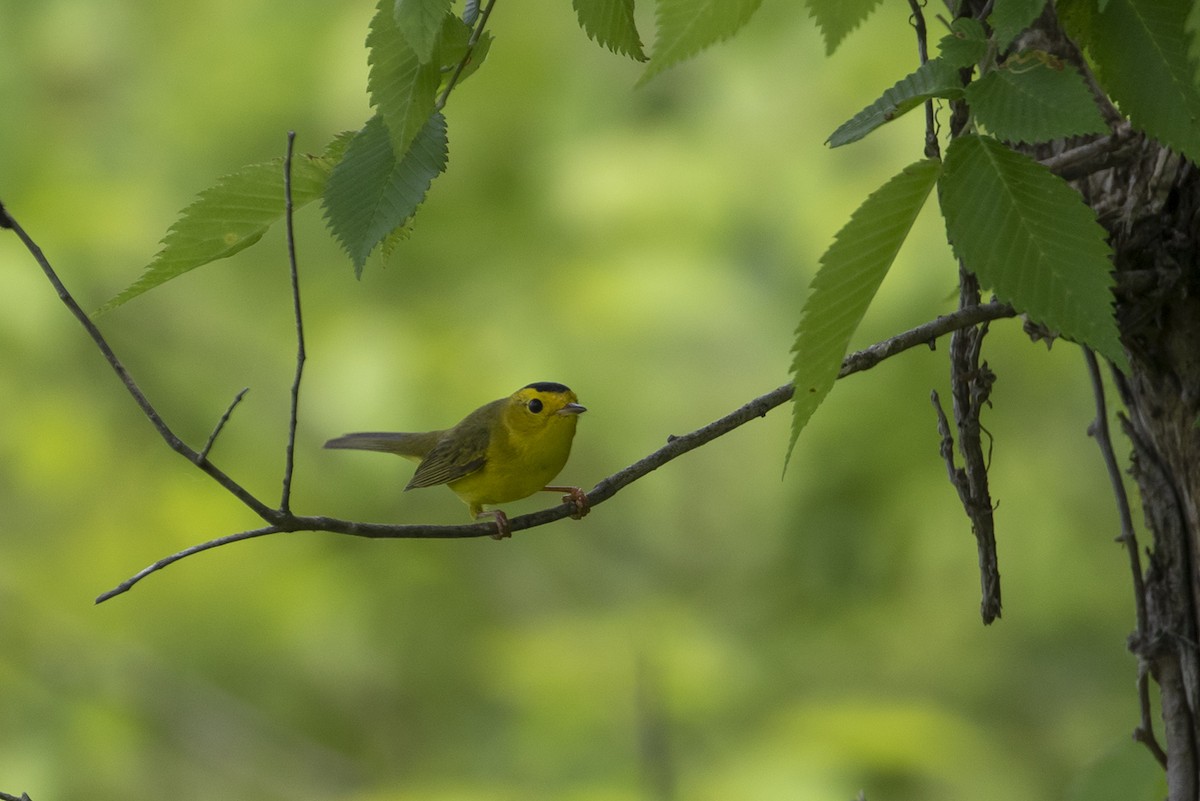 Wilson's Warbler - ML572836161