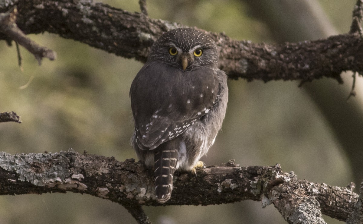 Ferruginous Pygmy-Owl - Marcelo Dolsan