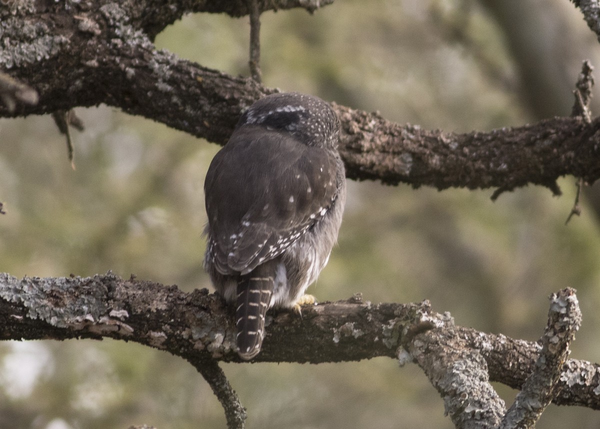 Ferruginous Pygmy-Owl - Marcelo Dolsan