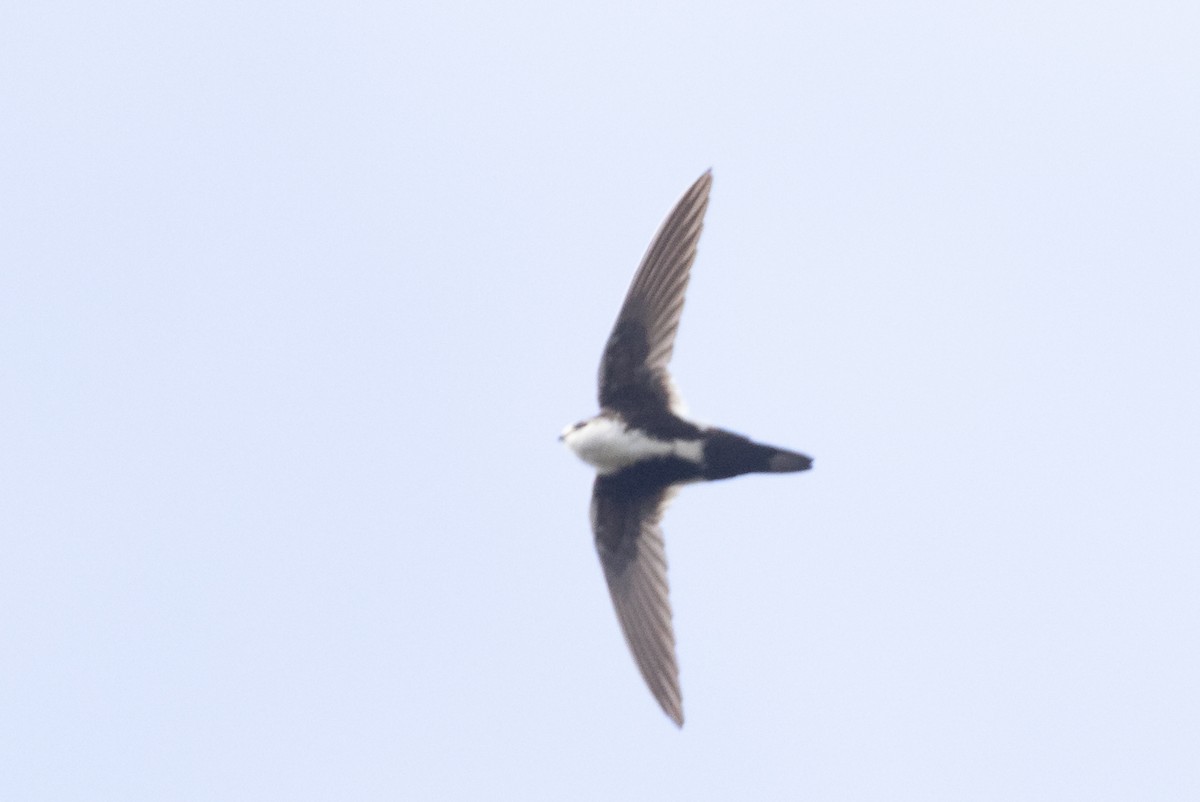 White-throated Swift - ML572836341