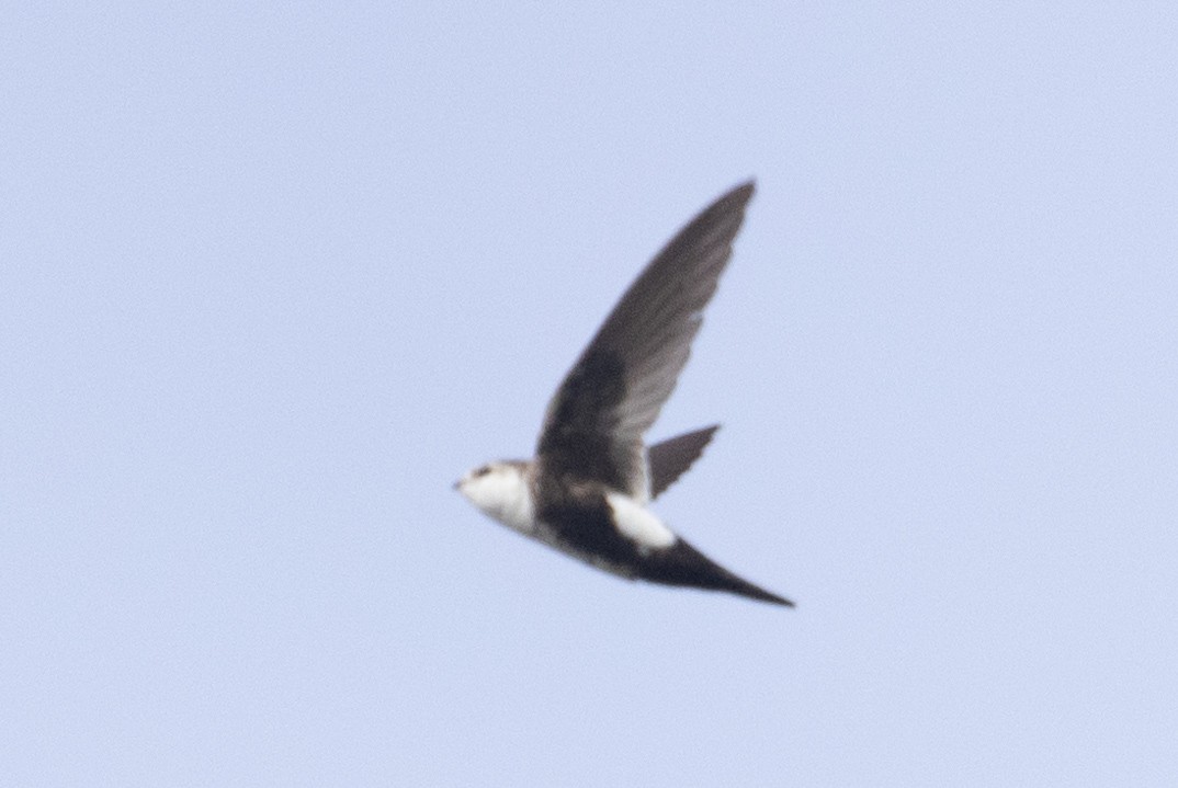 White-throated Swift - ML572836361