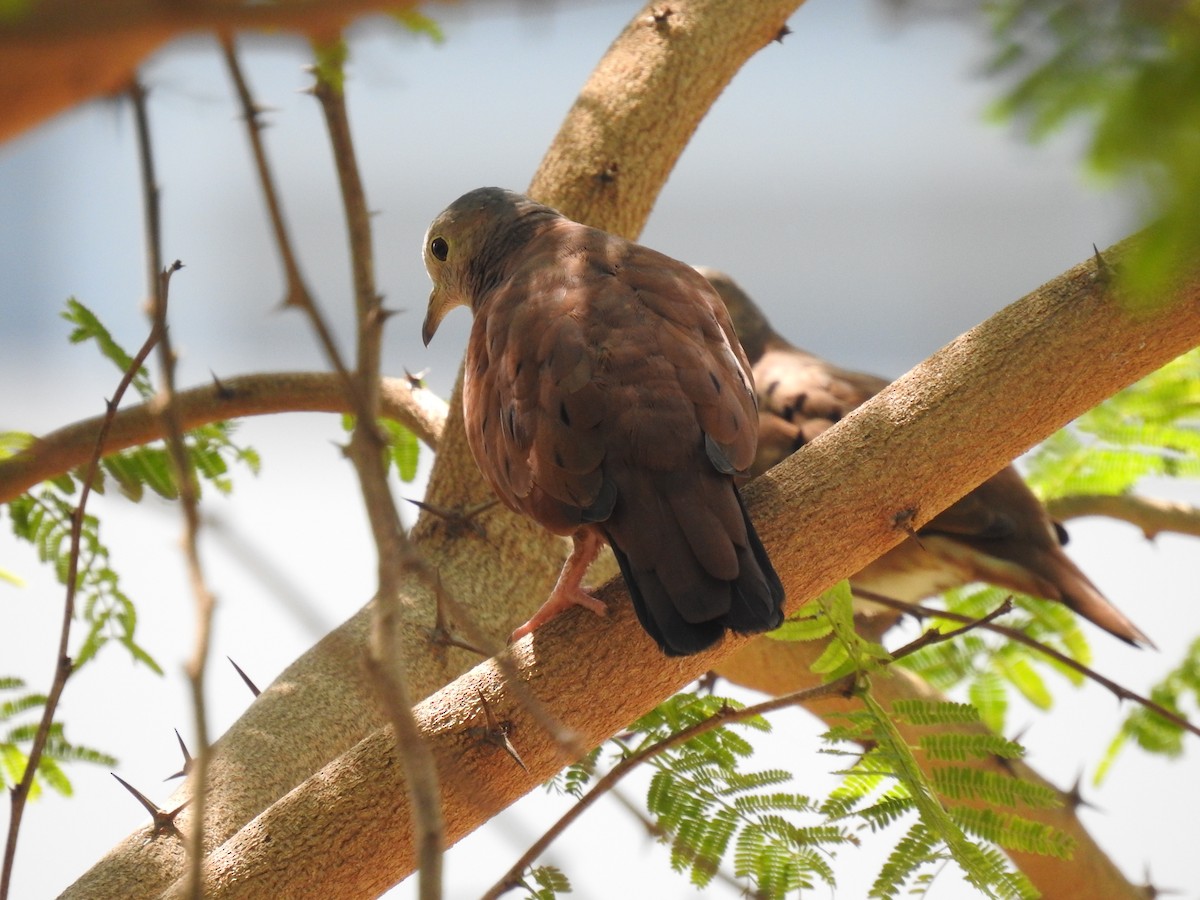 Ruddy Ground Dove - ML572836871