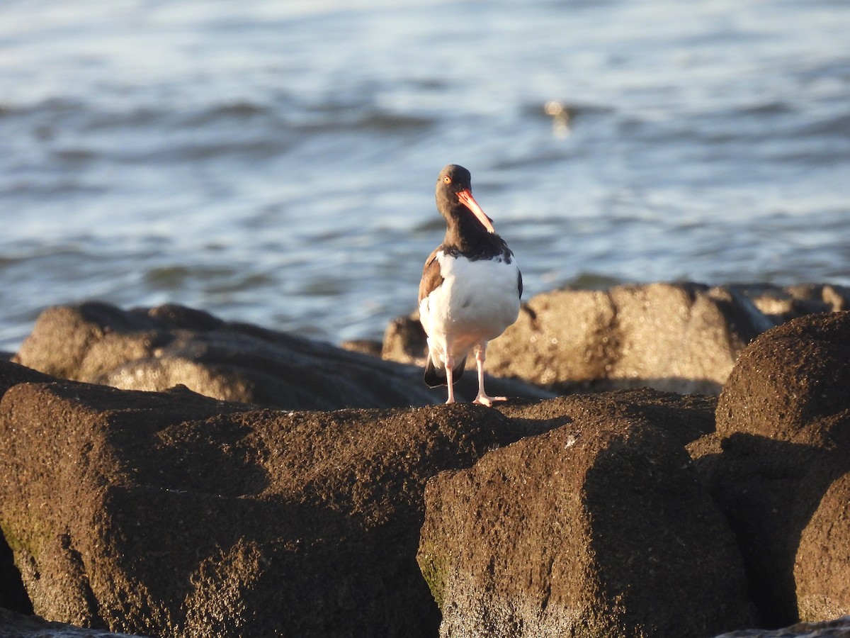 American Oystercatcher - ML572837331