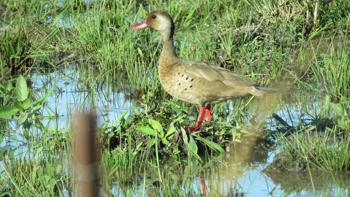 Pato Brasileño - ML572837461