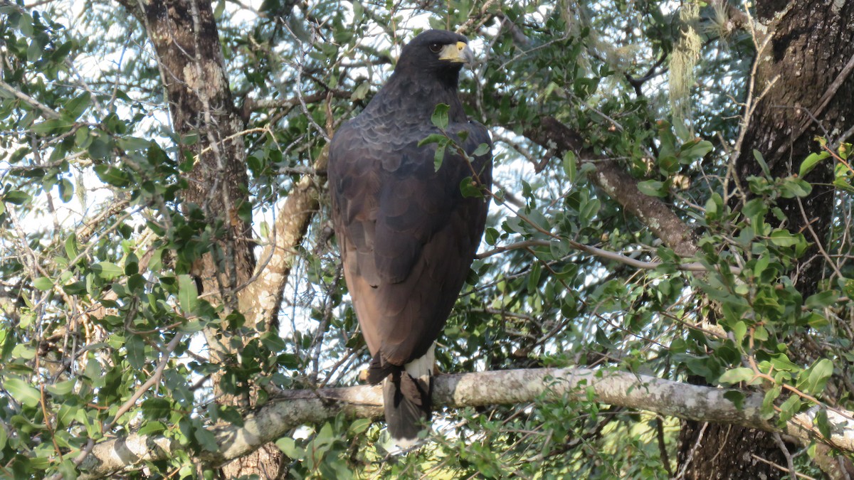 Great Black Hawk - ML572837791