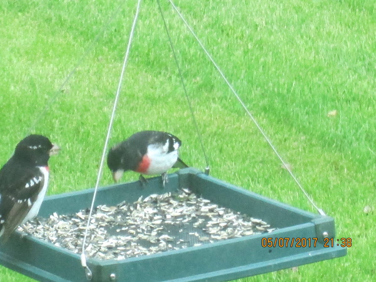 Rose-breasted Grosbeak - ML57283871