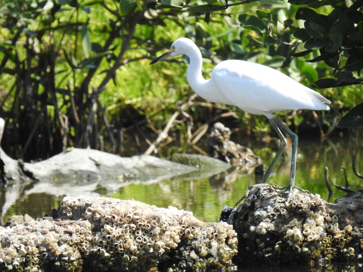 Great Egret - Leandro Niebles Puello