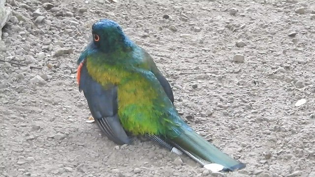 Trogon masqué - ML572841761