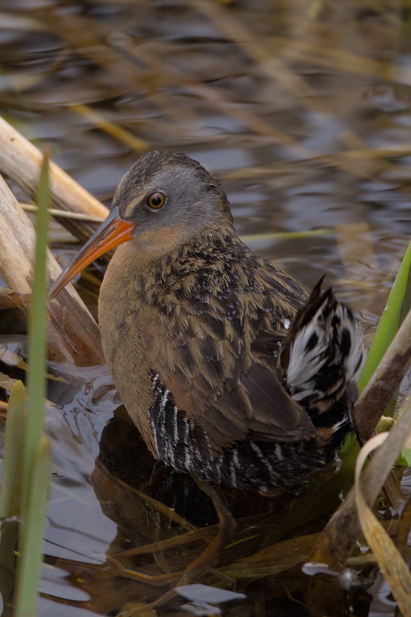 Virginia Rail - ML572842281