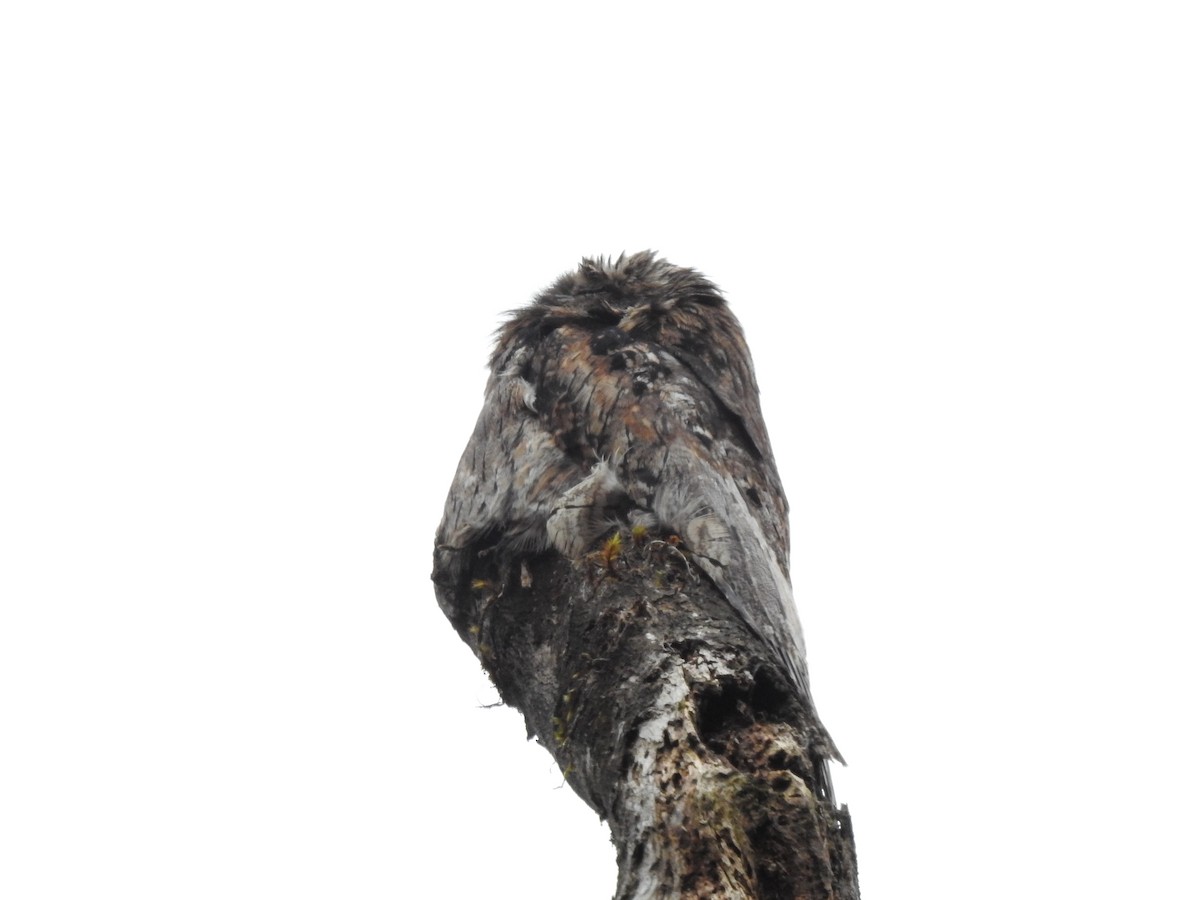 Common Potoo - ML572843151