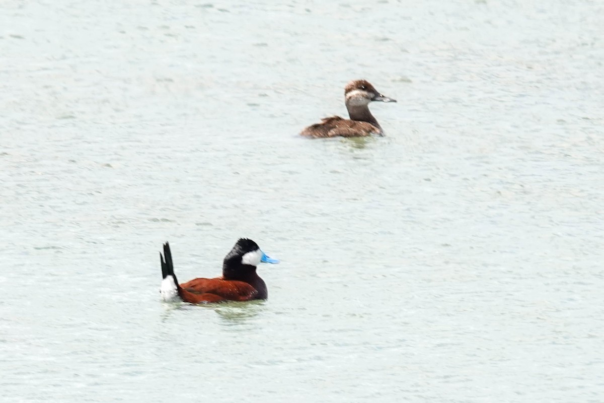 Ruddy Duck - ML572843661