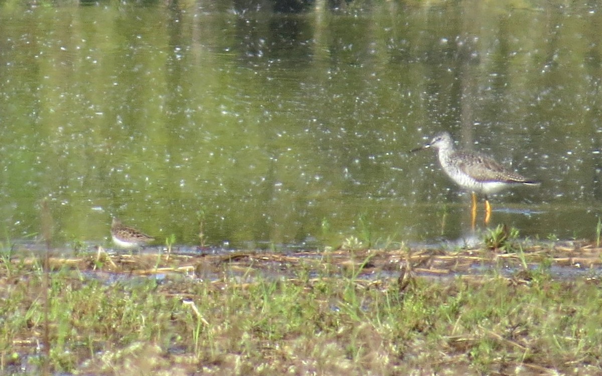 Greater Yellowlegs - ML572843981