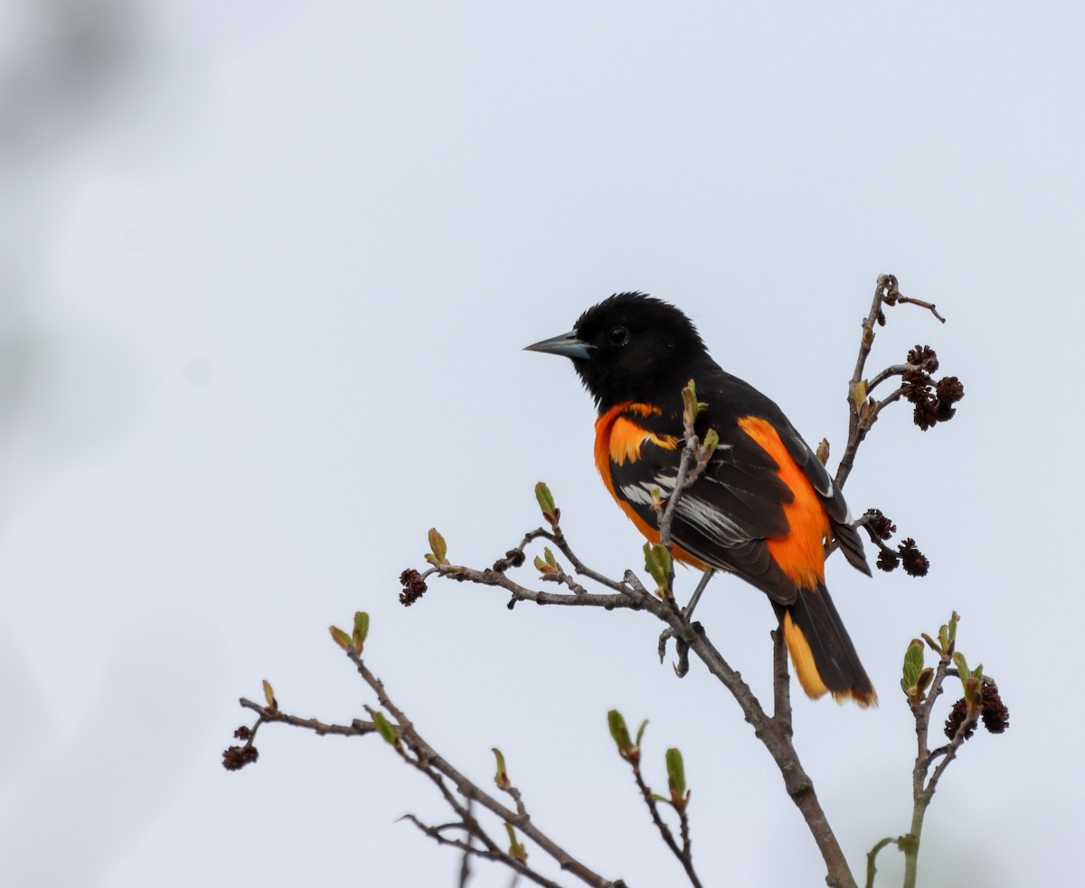 Baltimore Oriole - ML572844531