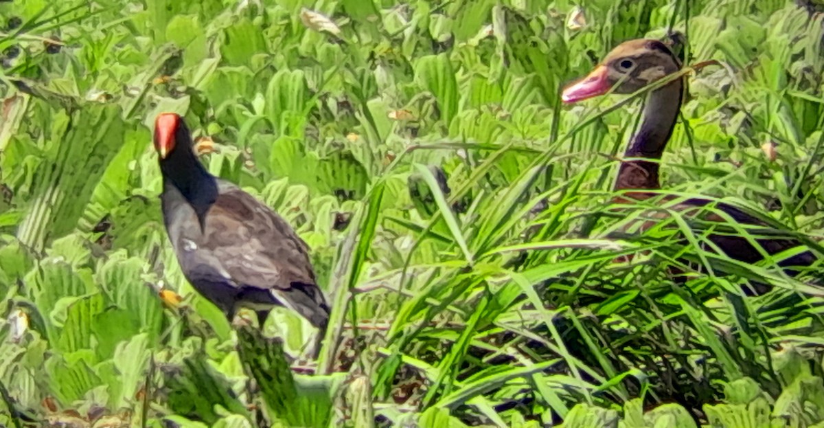 Common Gallinule - Wagner Fernandez