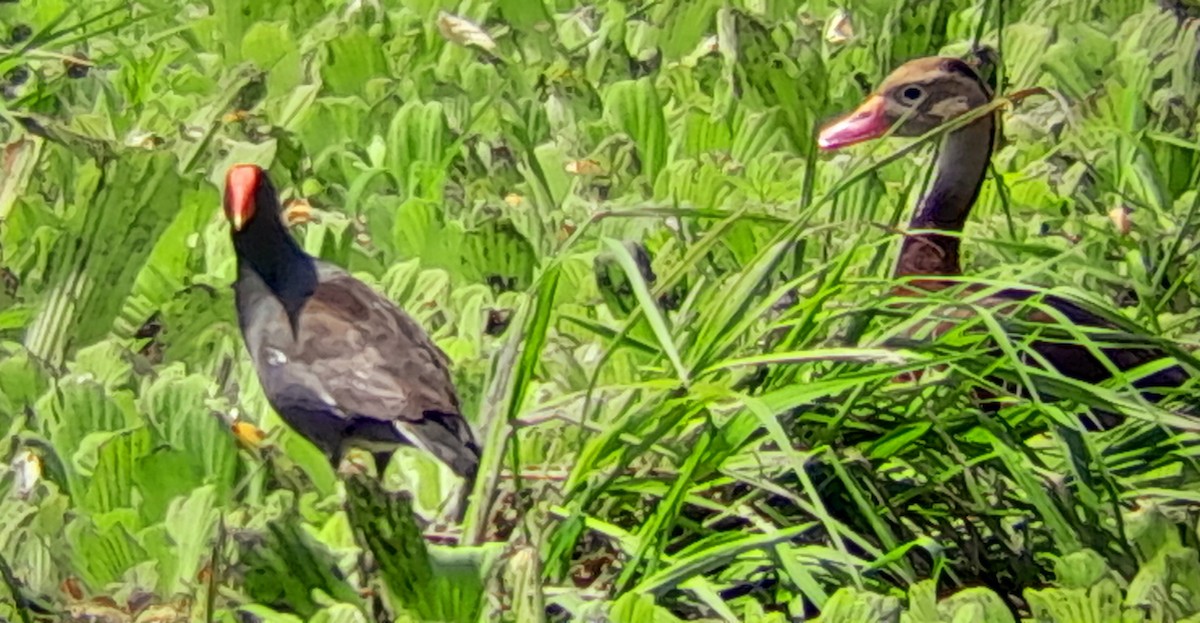 Common Gallinule - ML572844941