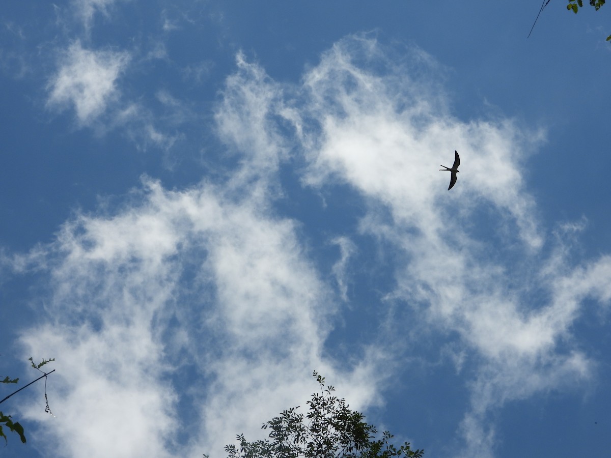 Swallow-tailed Kite - ML572845141