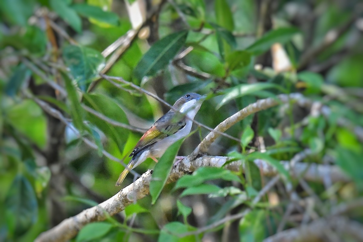 White-browed Shrike-Babbler (Dalat) - Piyapong Chotipuntu