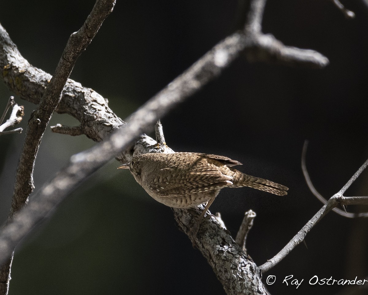 Northern House Wren - ML572845891