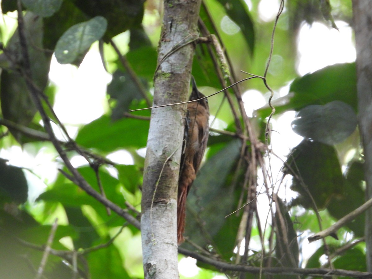 Plain-brown Woodcreeper - ML572845931