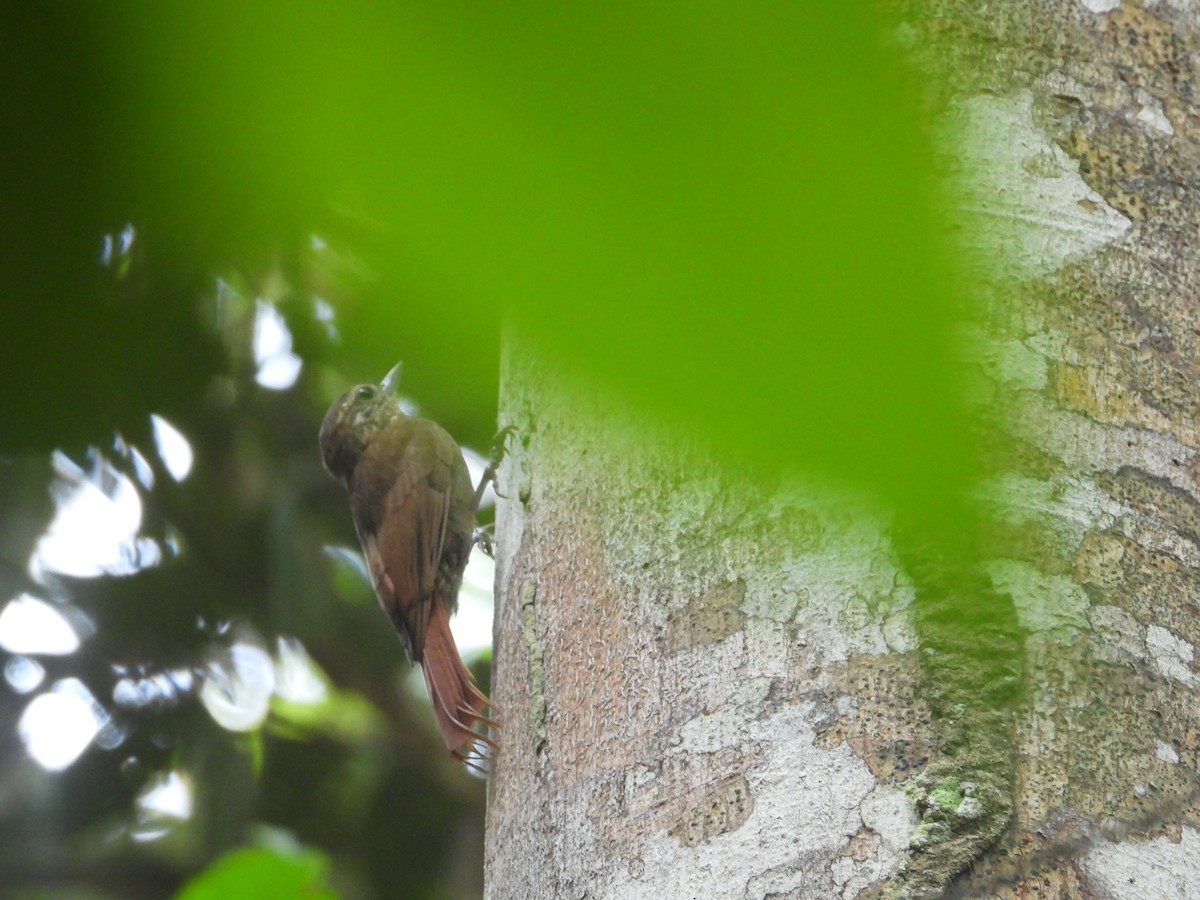 Northern Plain-Xenops - ML572846411