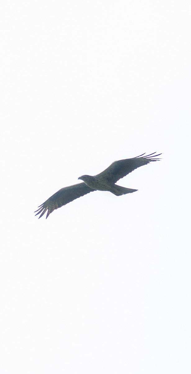Habichtsadler - ML572848811