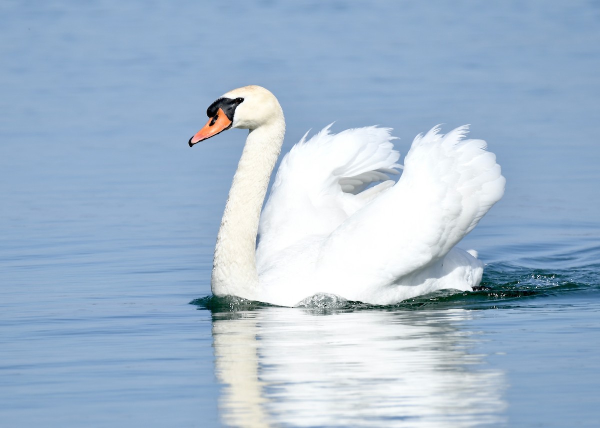 Mute Swan - Jennifer Bordeleau