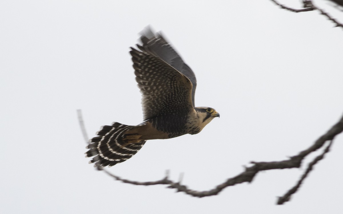 ostříž aplomado - ML572849251