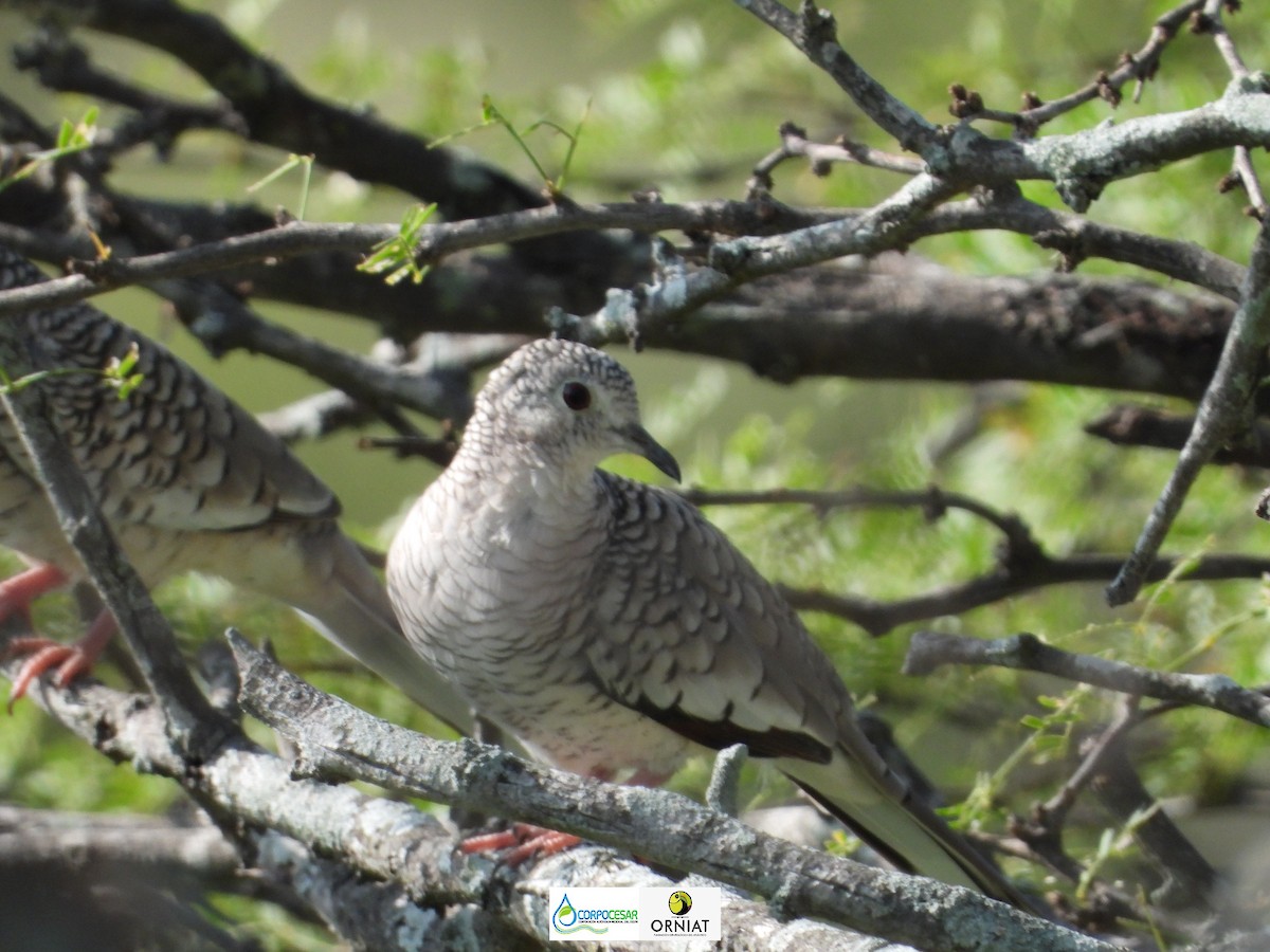 Scaled Dove - Pablo Cesar Lagares Ortega