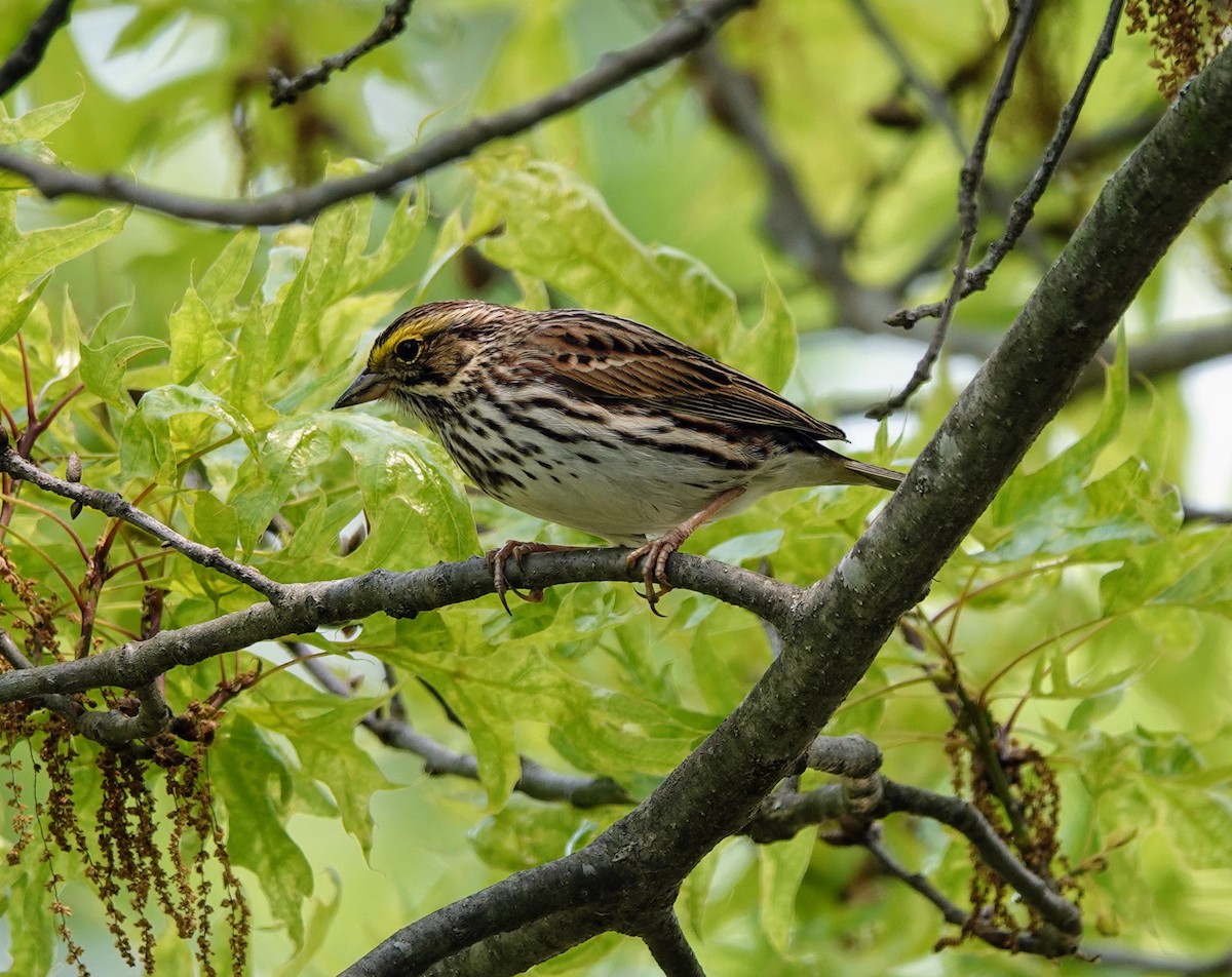 Savannah Sparrow - ML572849701