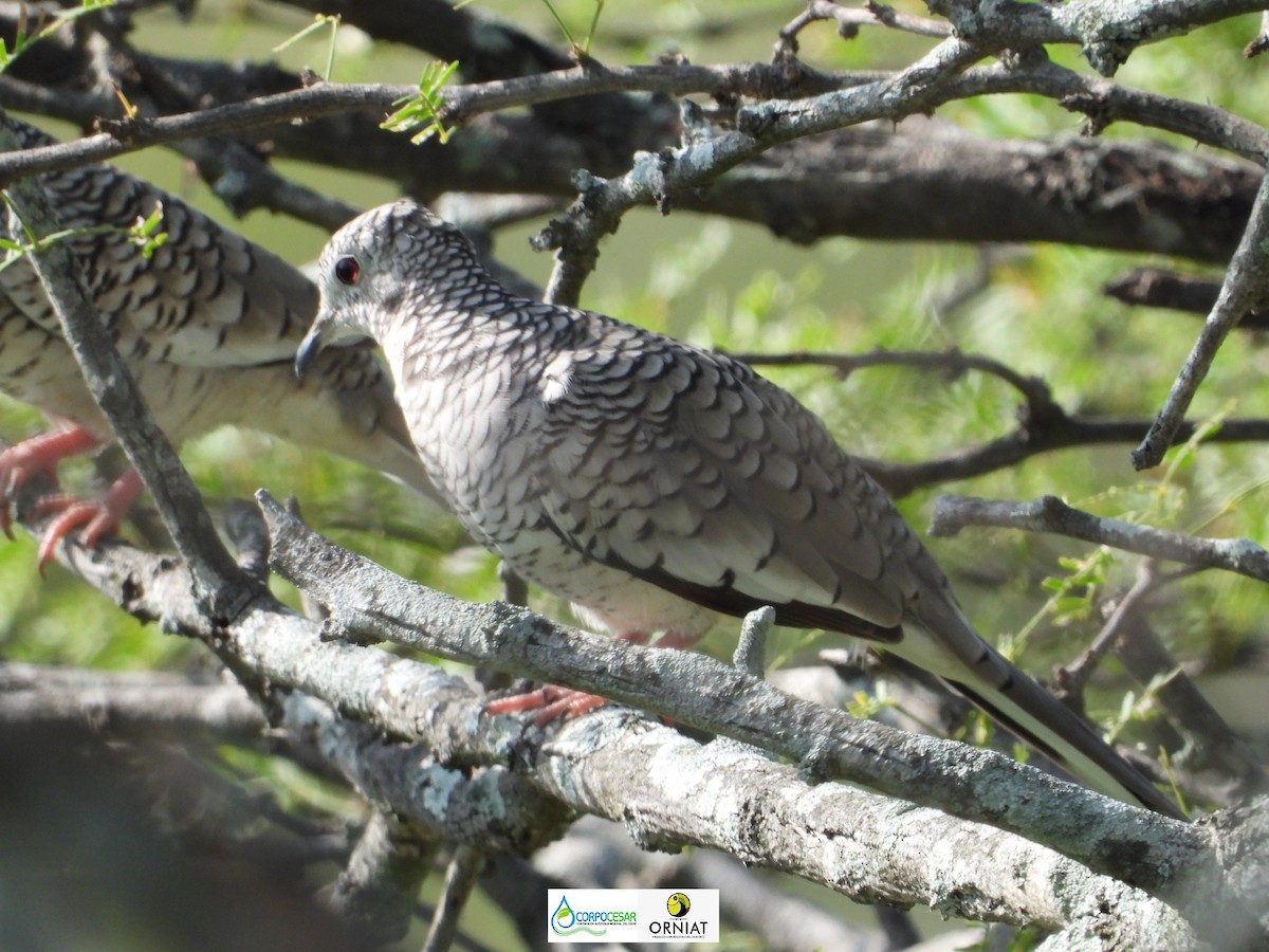 Scaled Dove - ML572850061