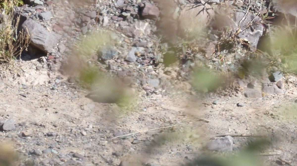 Black-winged Ground Dove - ML572850141