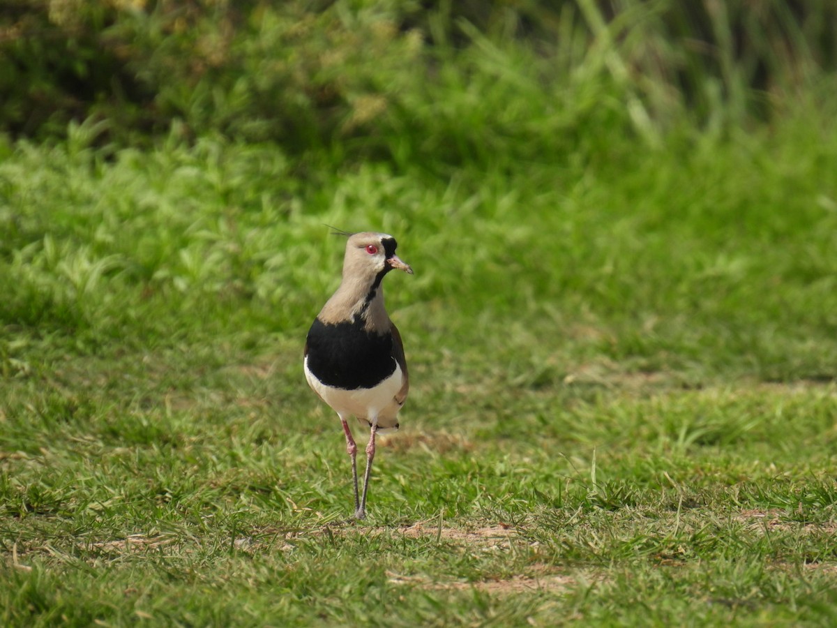 Southern Lapwing - Lucia Lettieri