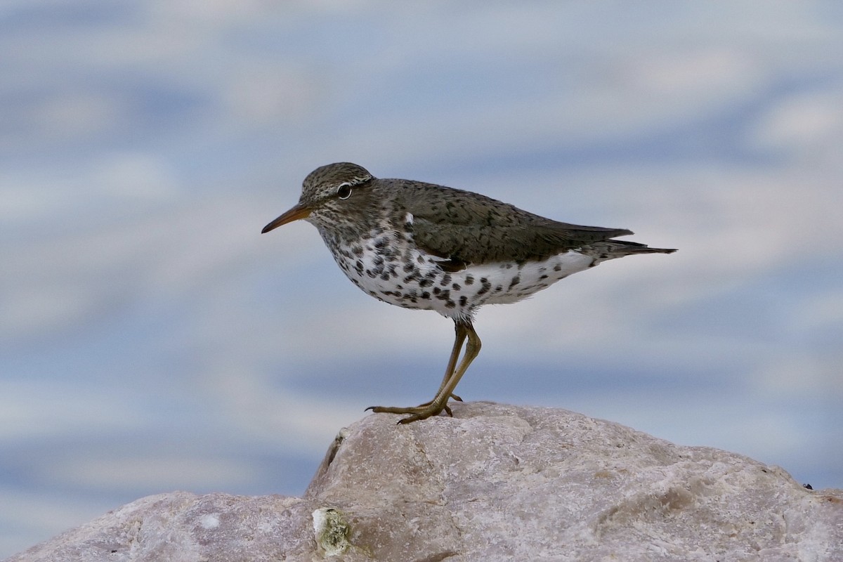 Spotted Sandpiper - Mitchell Dart