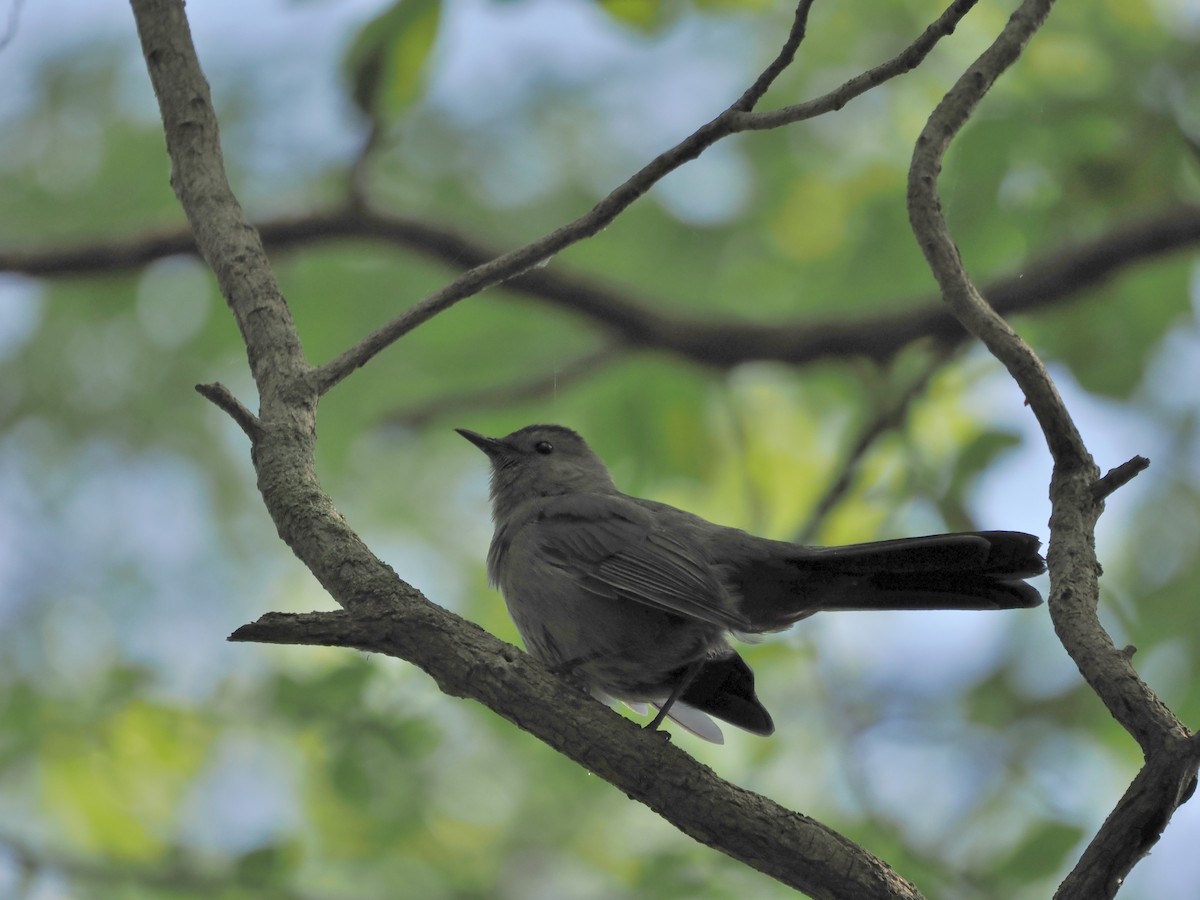 Gray Catbird - ML572851951