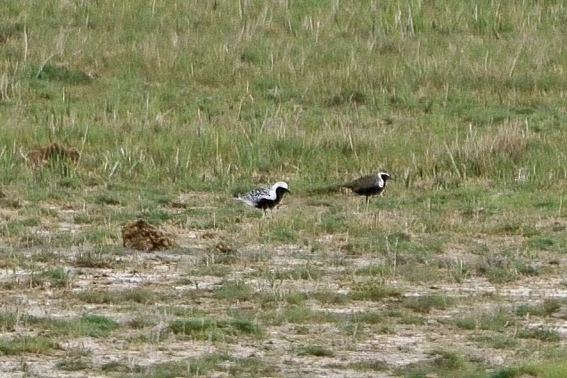 American Golden-Plover - Mitchell Dart