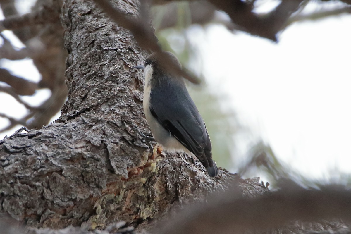 Pygmy Nuthatch - ML572852361