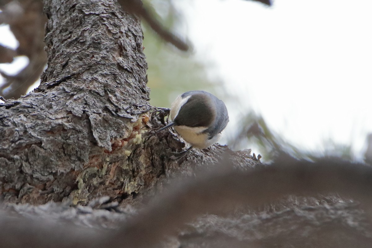 Pygmy Nuthatch - ML572852411