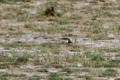 Ruddy Turnstone - ML572852511