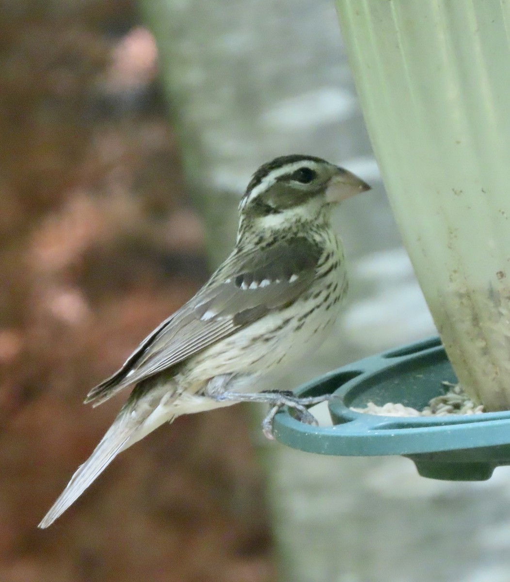 Rose-breasted Grosbeak - ML572852741