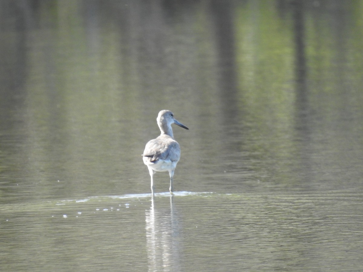 Willet - Leandro Niebles Puello