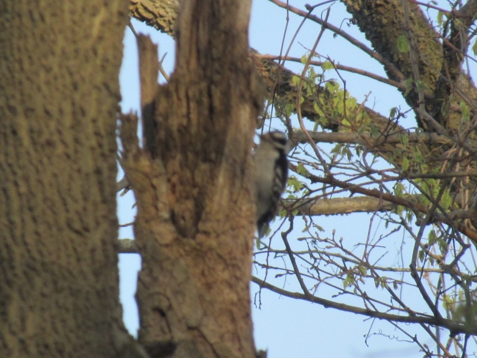 Downy Woodpecker - Heather Broddy