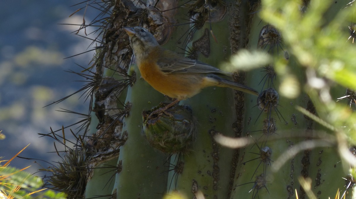 Gray-hooded Sierra Finch - ML572854801