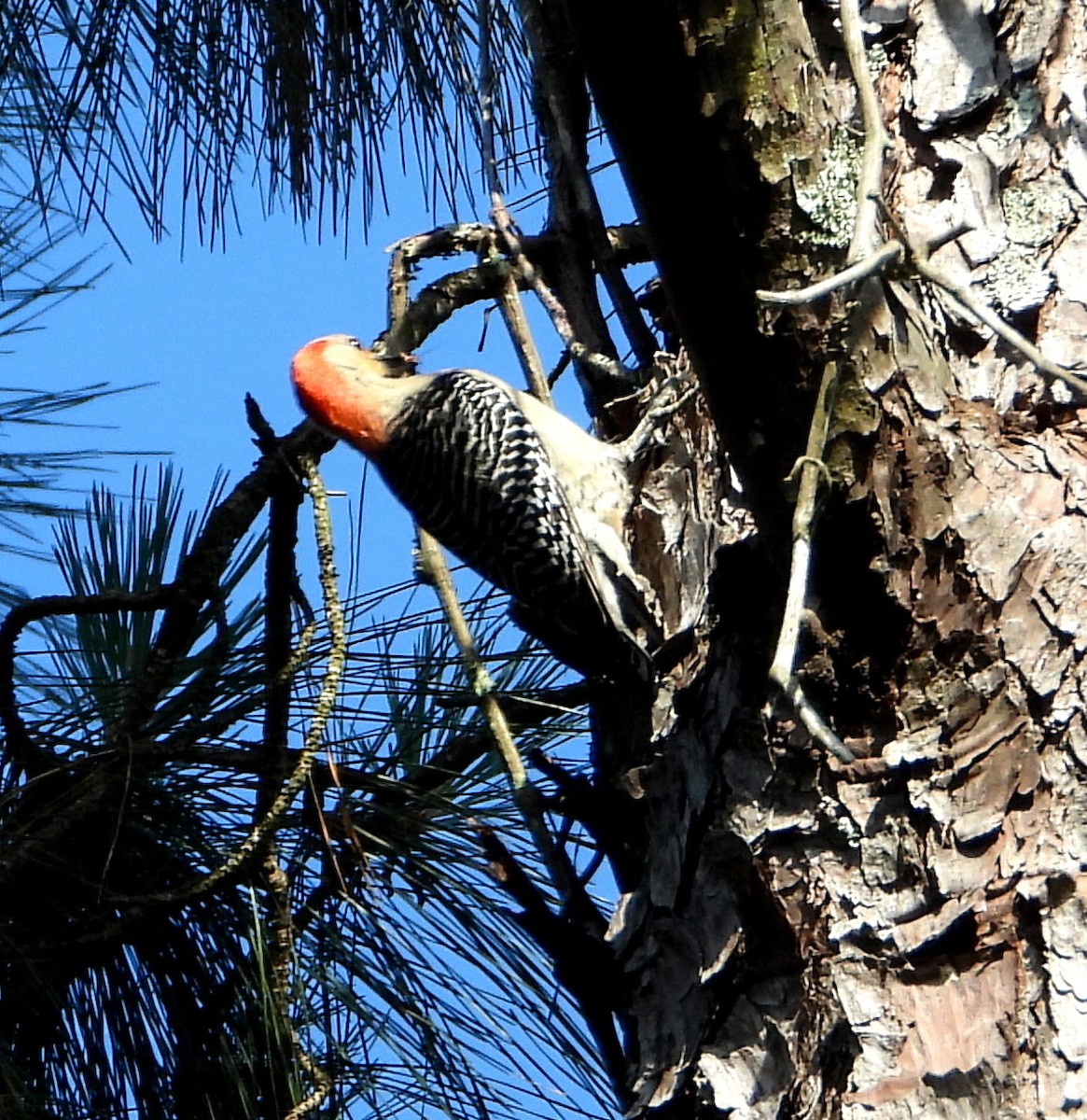 Red-bellied Woodpecker - ML572855011