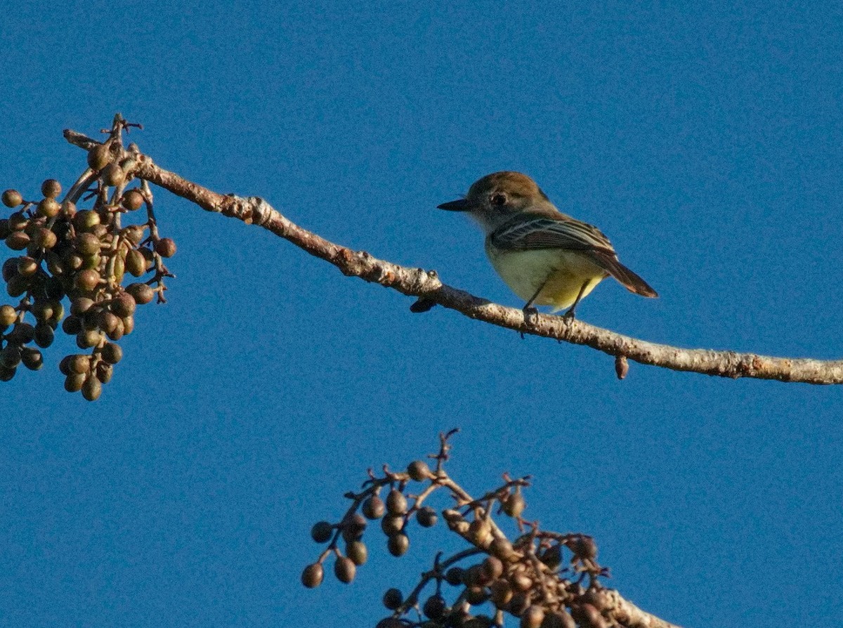 Brown-crested Flycatcher - ML572856151