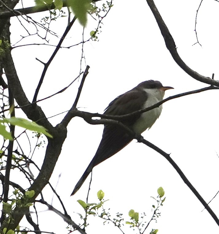 Yellow-billed Cuckoo - ML572856241