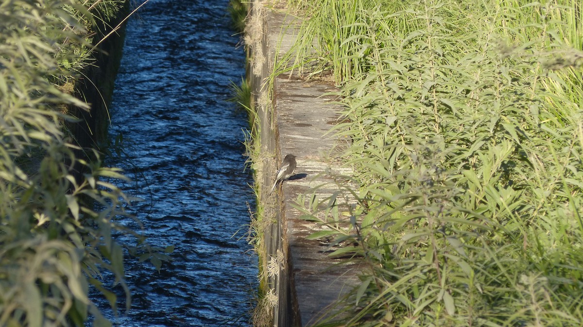 Black Phoebe - ML572857151