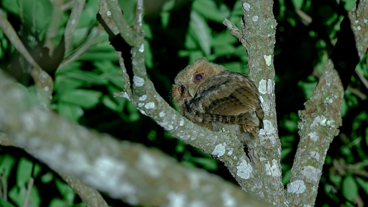 Reddish Scops-Owl - ML572857341