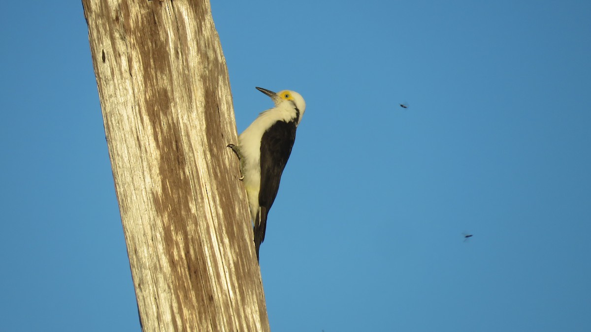 White Woodpecker - ML572857721